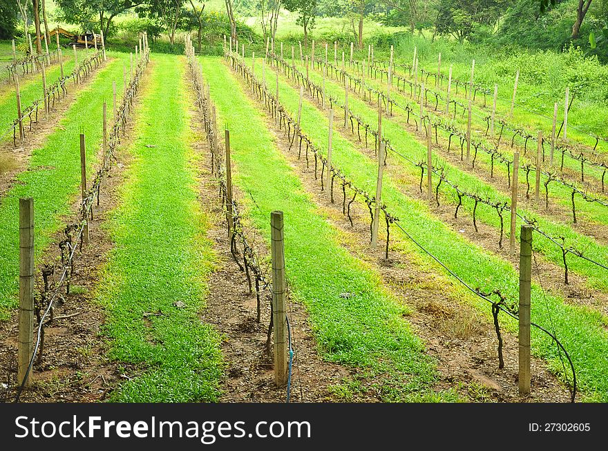 Grape Farm, Wang Nam Keaw, Korat.