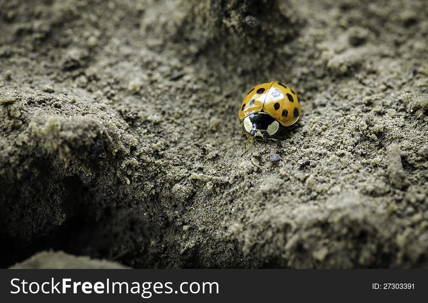 A ladybug exploring a piece of forlorn land. A ladybug exploring a piece of forlorn land.