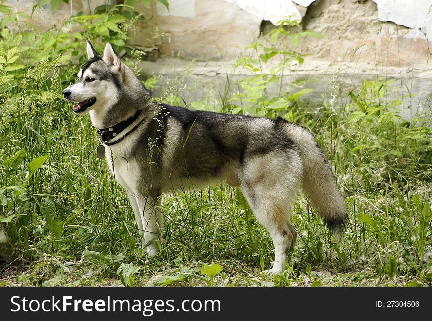 The photo of a dog of breed a Siberian Huskies. The photo of a dog of breed a Siberian Huskies