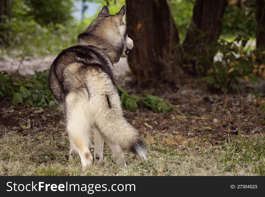 The photo of a dog of breed a Siberian Huskies in the  wood. The photo of a dog of breed a Siberian Huskies in the  wood