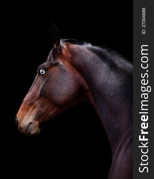 Bay blue-eyed Russian trotter against a dark background