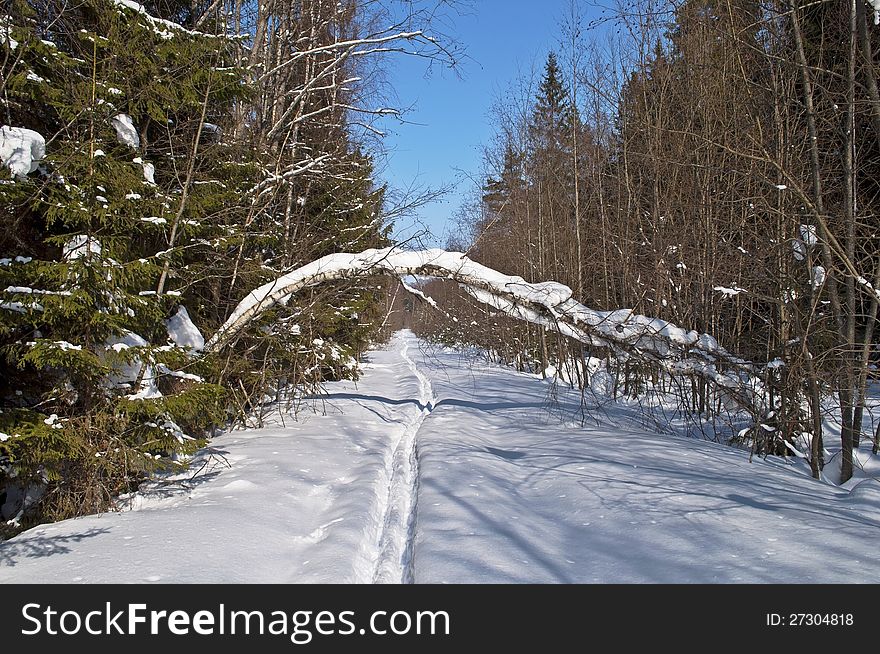 Clearing with ski track in winter forest. Clearing with ski track in winter forest