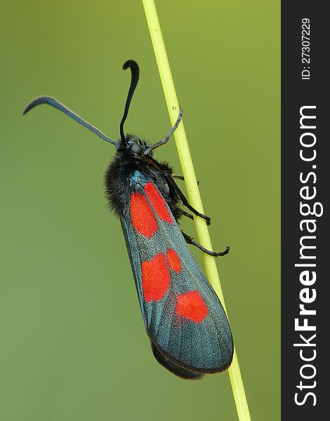 The narrow-bordered five-spot burnet (Zygaena lonicerae). In profile. The narrow-bordered five-spot burnet (Zygaena lonicerae). In profile.