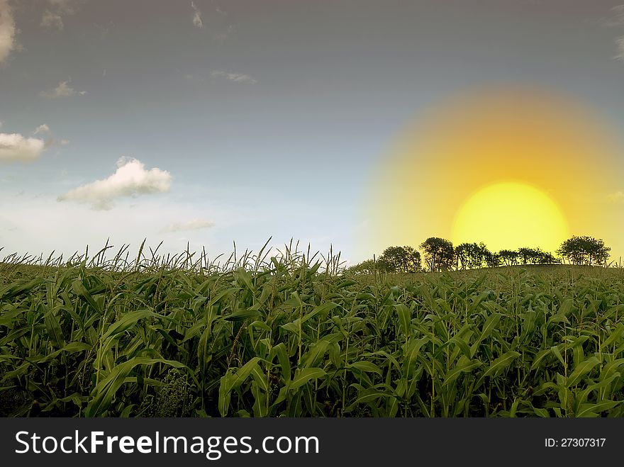 Cornfield and sunrise against a blue summer sky