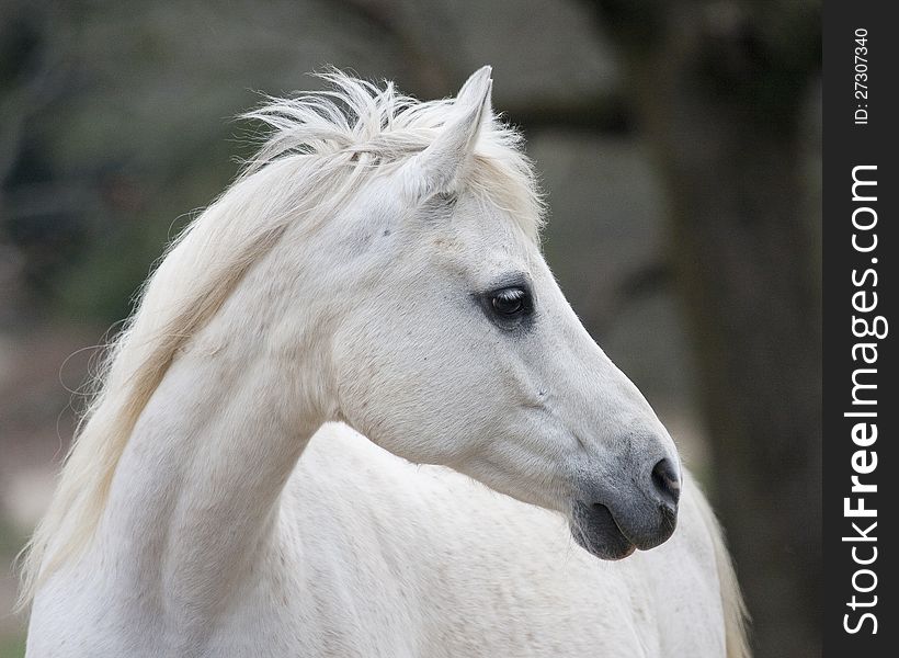 Grey Arabian Mare on a windy day