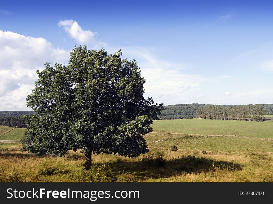 Summer landscape, a big tree and blue sky. Summer landscape, a big tree and blue sky