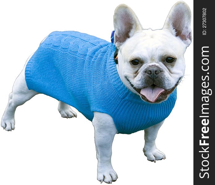 Cute dog in nice blue sweater. Cute dog in nice blue sweater