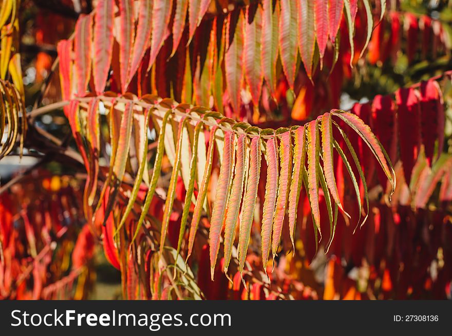 Autumn background with red leaf, selective focus. Autumn background with red leaf, selective focus