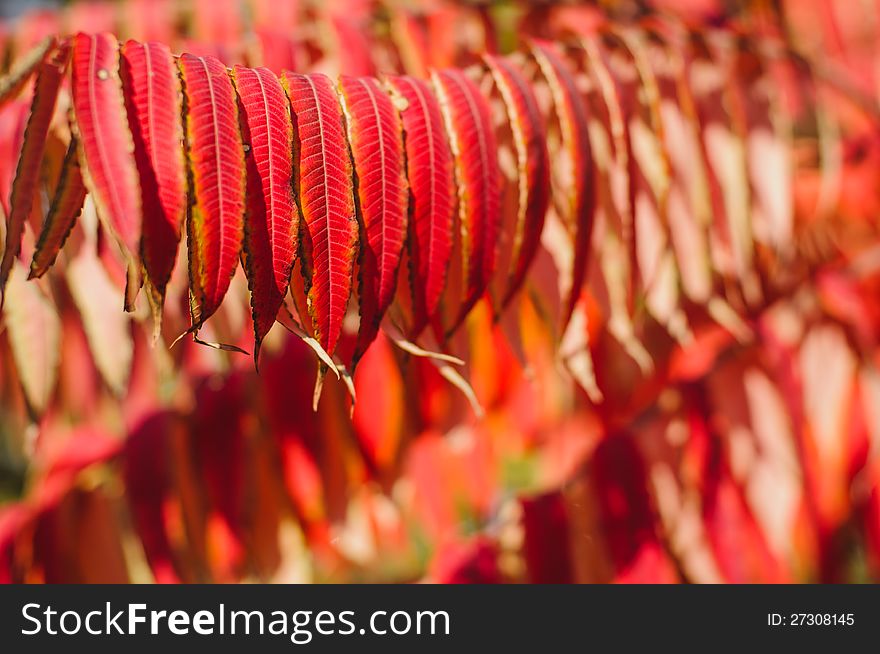 Autumn background with red leaf, selective focus. Autumn background with red leaf, selective focus