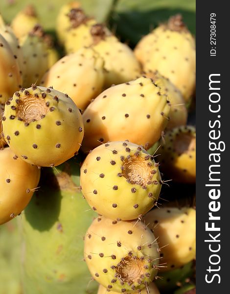 Fresh cactus fruits in Turkey