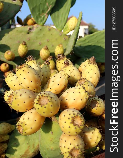 Fresh cactus fruits in Turkey