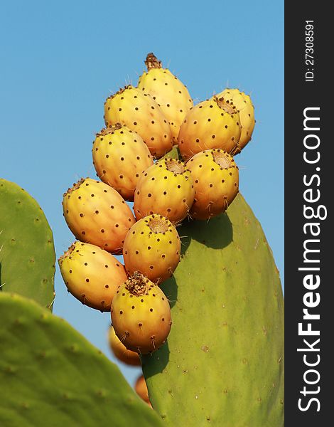 Fresh cactus fruits in Turkey