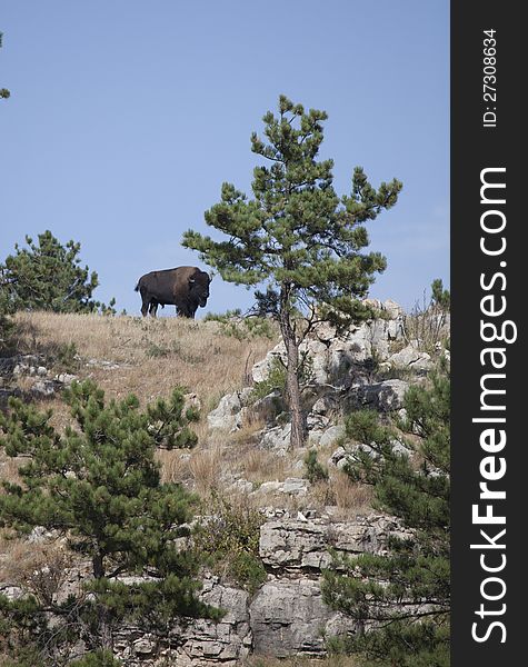 American Bison stands on top of a hill. Hillside scattered with trees and rock. Custer State Park, South Dakota