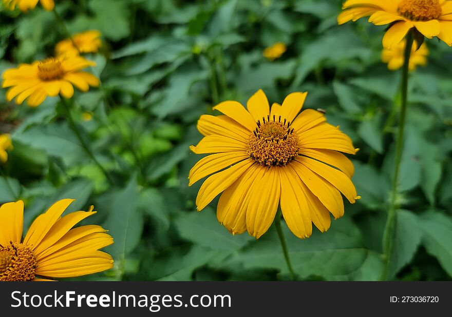 Mexican Sunflower Weed & X28 Tithonia Diversifolia