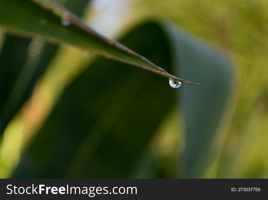 Water drop on a blade of grass. Shallow depth of field