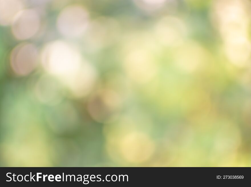 green bokeh background from nature under tree shade for your design