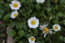 Bellis Perennis, Detailed Closeup Of White Daisy Flower Stock Images
