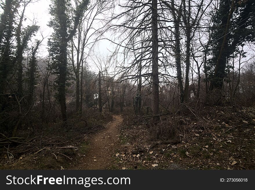 Trail covered by foliage in an alomst bare forest on a mountain on a cloudy day