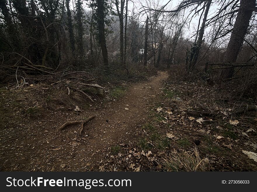 Trail Covered By Foliage In An Alomst Bare Forest On A Mountain On A Cloudy Day