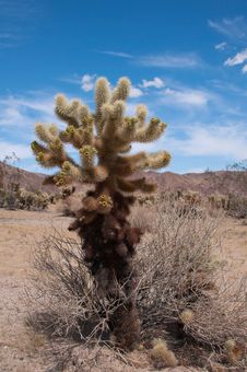 Cholla Cactus Royalty Free Stock Photos