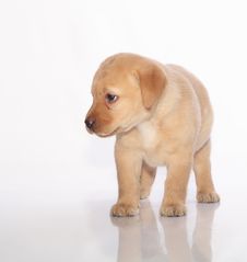 Labrador Retriever Puppy Royalty Free Stock Photography