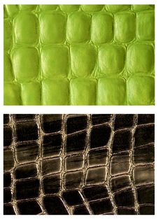 Pattern Snake Skin Leather Stock Photography Pattern Snake Skin Leather Stock Photography