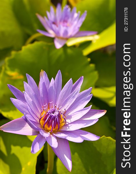 Violet lotus with green lotus. Violet lotus with green lotus