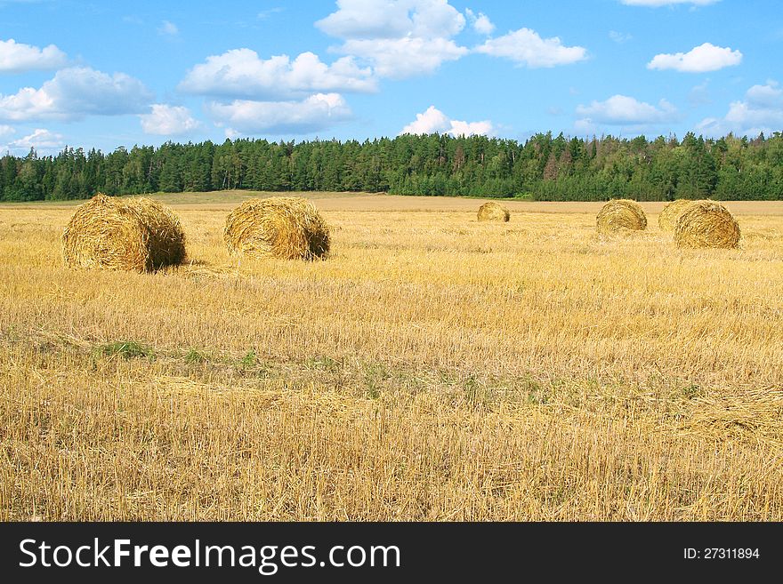 Field with haystacks, photographed on a summer day