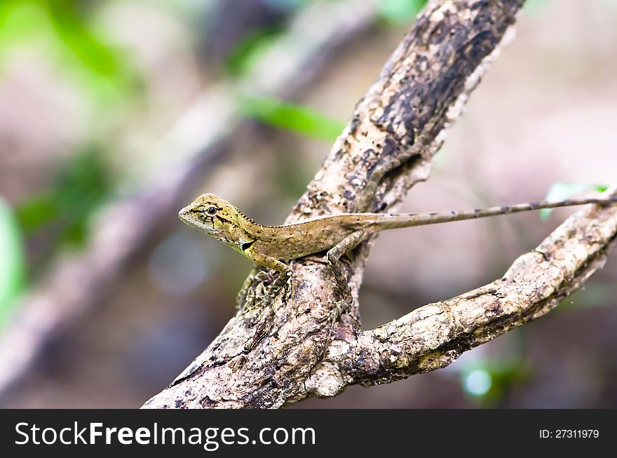 Iguana on the tree in the rain forest. Thailand.