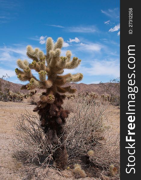 Cholla cactus in Josua Tree Park in USA