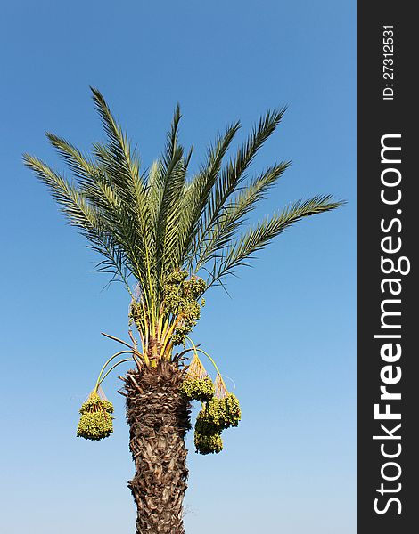 Date Palm in Turkey / Summer