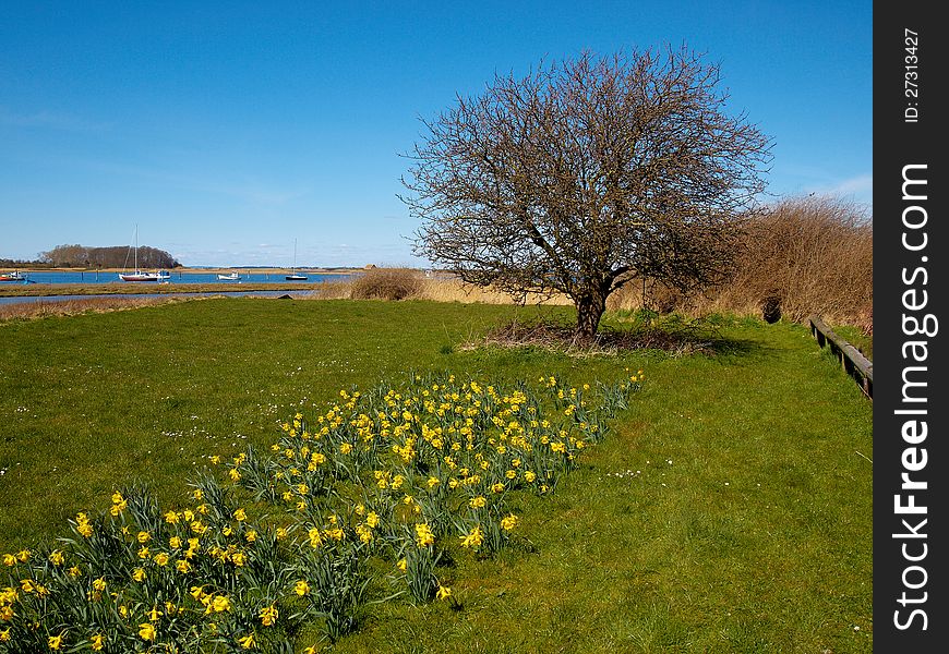 Blooming yellow spring flowers on a field in a clear suuny day