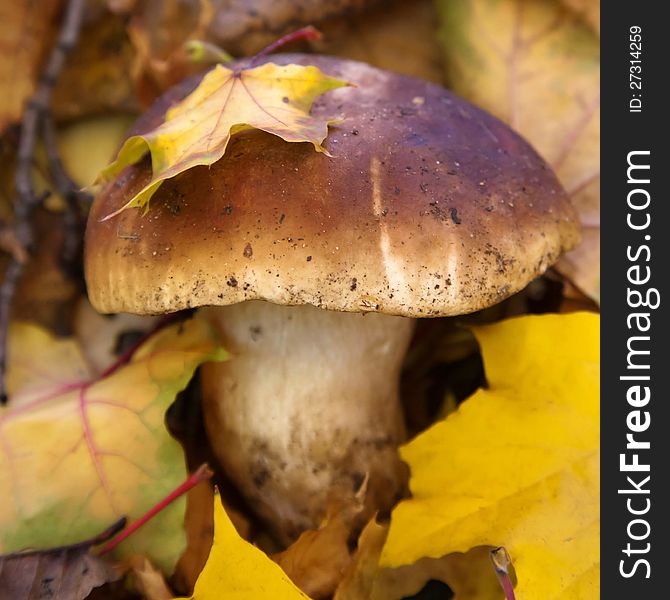 Edible boletus and leaves. Selective focus on cap mushroom
