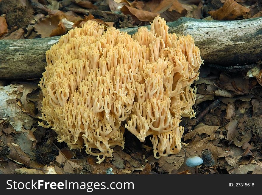Specimen of mushroom golden hand, ramaria aurea, ramariaceae. Specimen of mushroom golden hand, ramaria aurea, ramariaceae