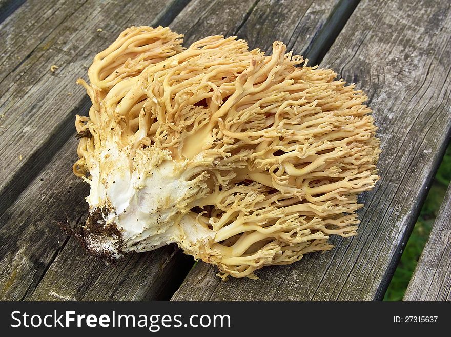 Specimen of mushroom golden hand, ramaria aurea, ramariaceae. Specimen of mushroom golden hand, ramaria aurea, ramariaceae