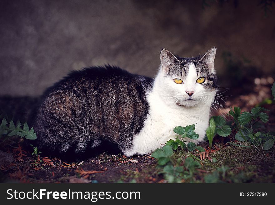 Sweet little cat resting in the garden. Sweet little cat resting in the garden