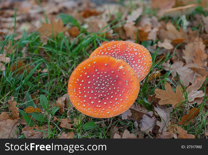 Mushrooms in a group in an autumn forest. Mushrooms in a group in an autumn forest