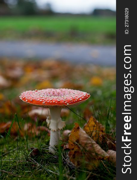 Fly agaric mushroom standing alone in an autumn forest. Fly agaric mushroom standing alone in an autumn forest