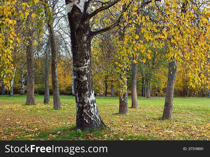Trees and foliage in autumn park