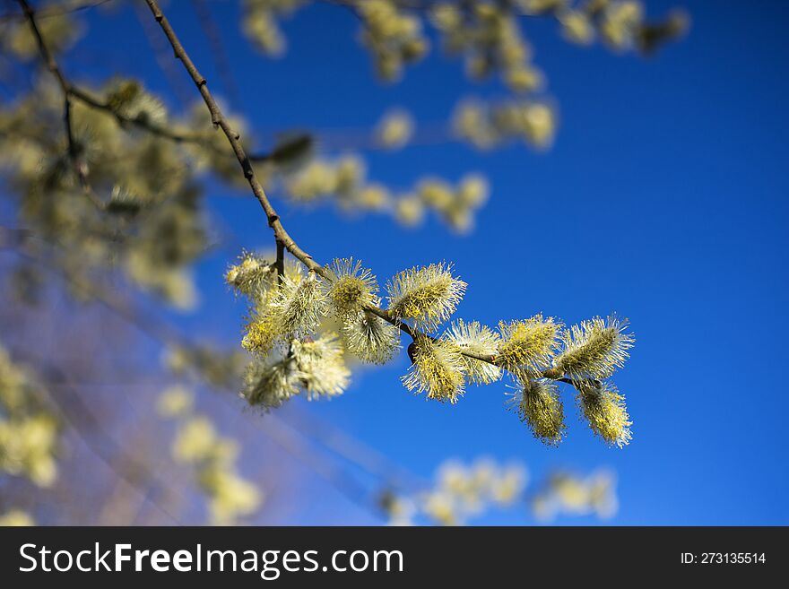 Yellow flowers of Salix caprea growing on a branch in the background of a blue spring sky
