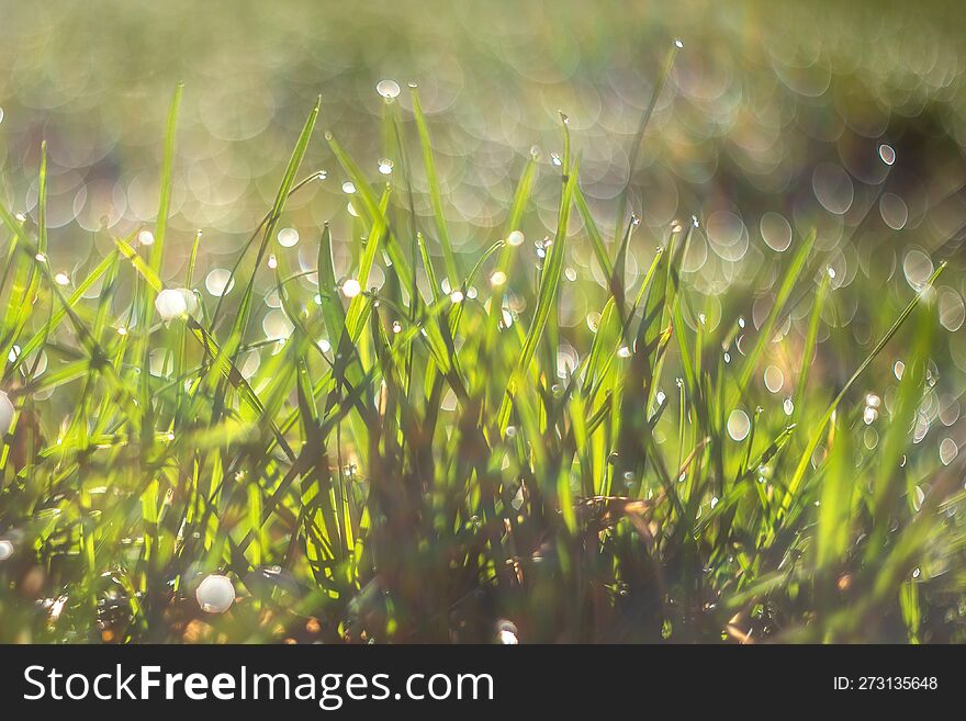 Spring green grass with dew drops in beautiful backlight