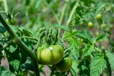 Green Tomatoes Growing In The Garden. Green Tomatoes Growing In The Garden Royalty Free Stock Image