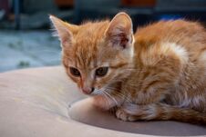 Little Orange Kitten Lying On A Chair In The Garden. Selective Focus Stock Image