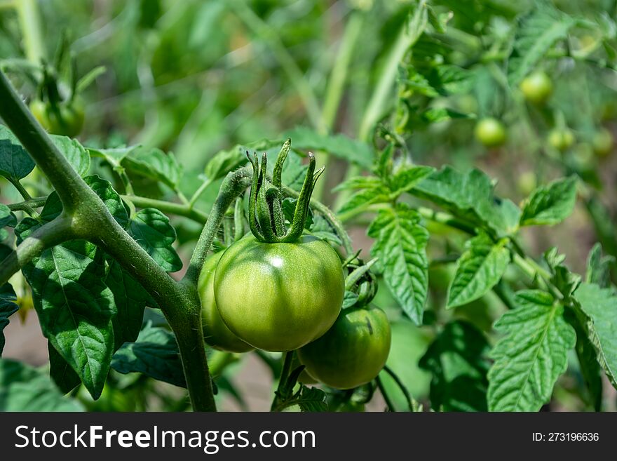 Green Tomatoes Growing In The Garden. Green Tomatoes Growing In The Garden