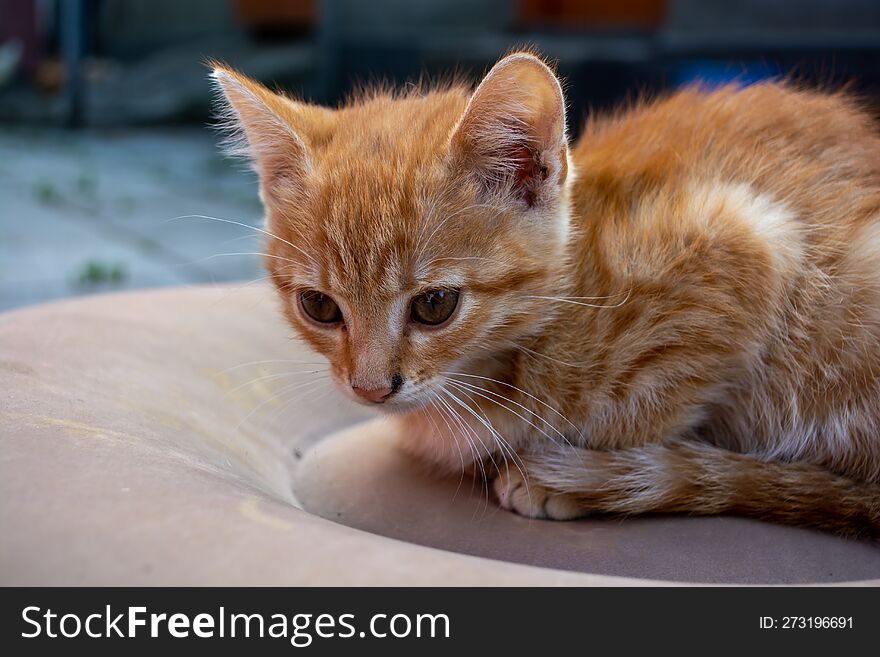 Little Orange Kitten Lying On A Chair In The Garden. Selective Focus