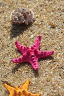 Pink Starfish And Shells On The Beach Royalty Free Stock Photography
