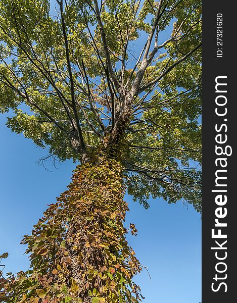 Maple tree with fall colour