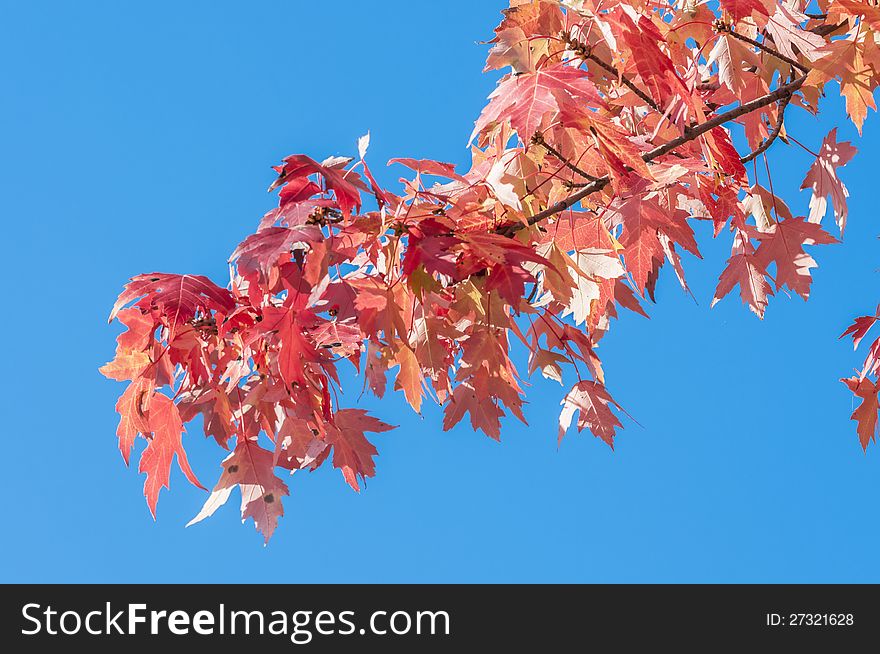 Maple tree with fall colour