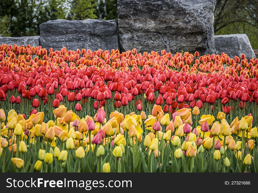 Yellow blooming tulip in the meadow