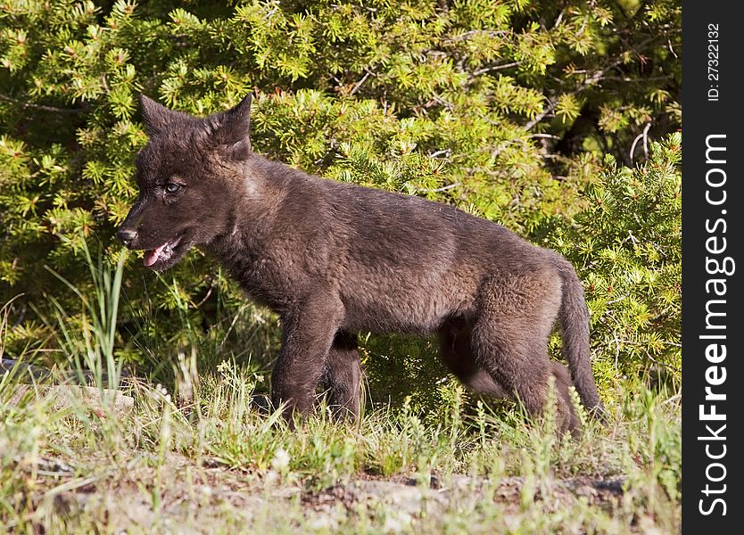 The immature black wolf pup watches and waits for the adult parent to return. The immature black wolf pup watches and waits for the adult parent to return.